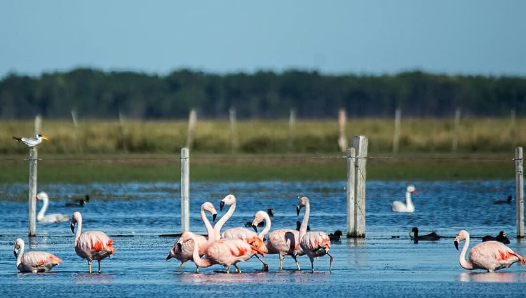 Vários flamingos aparecem na foto, em um lago. Ao fundo, vegetação. 