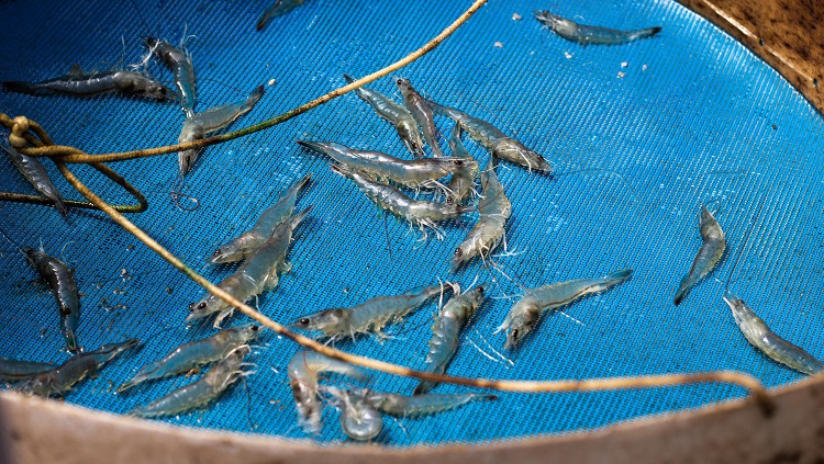 A foto mostra camarões marinhos vivos em primeiro plano. Eles estão dentro de um recipiente cujo fundo é perfurado, como uma peneira, e de cor azul. 