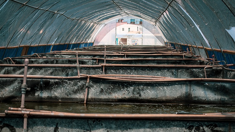 Em perspectiva, a foto mostra um longo tanque de produção de camarões, com muitas subdivisões. 