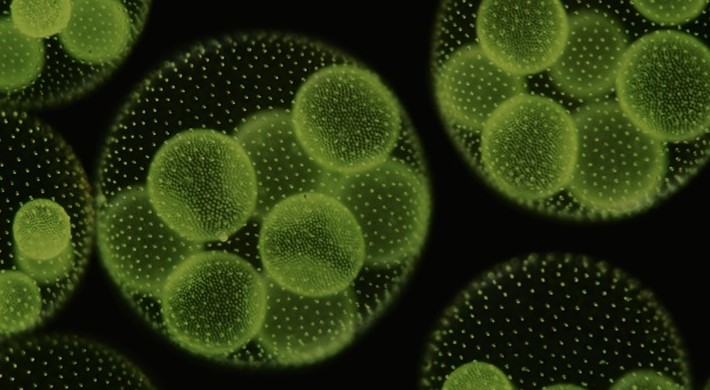 Cultivo da Spirulina ajudará na redução dos gases de efeito estufa na atmosfera
