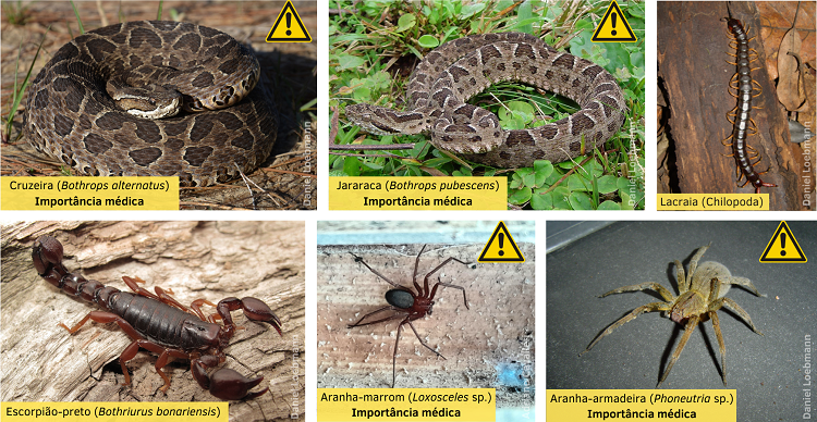 Animais peçonhentos comumente encontrados na região